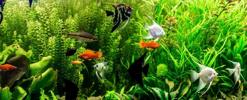 Vorstellung der Aquaristik als Hobby. Hier: ein Gesellschaftsbecken