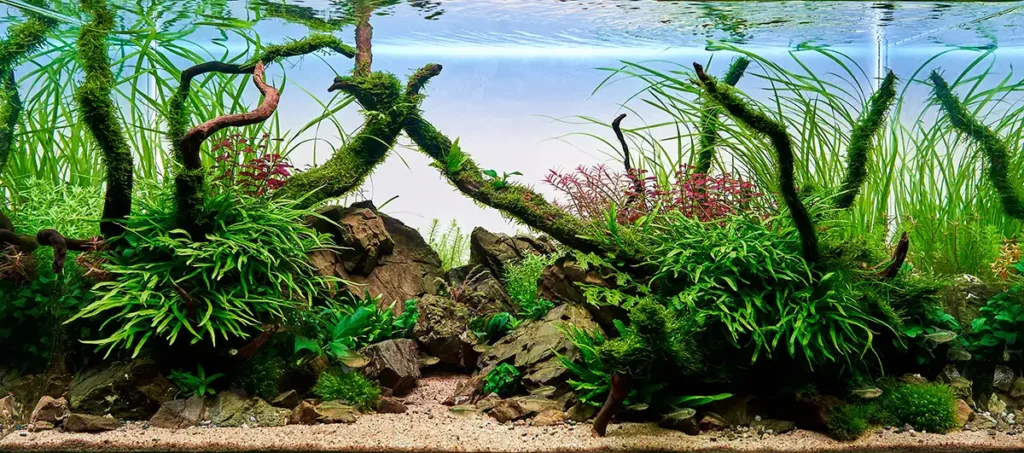 Aquascaping- Tipps für Fortgeschrittene