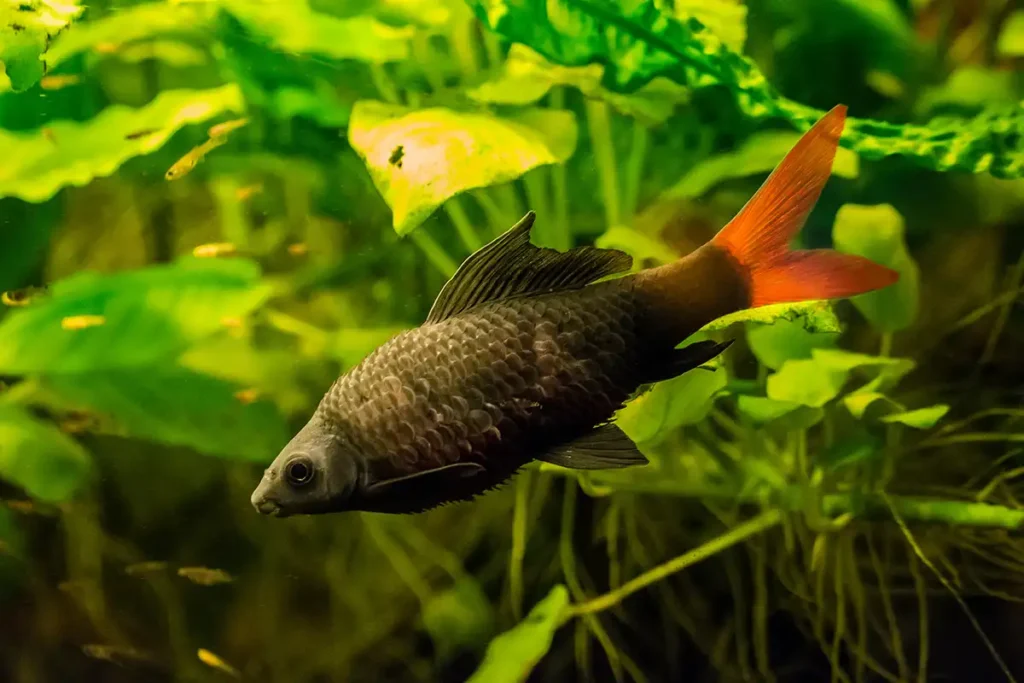 Probleme bei Fischen - die Flossenfäule. Ein kranker Feuerschwanz